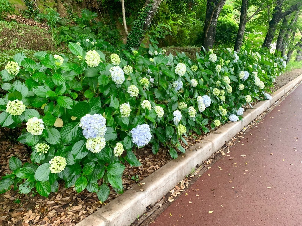 北側園路
