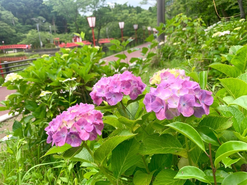 北側園路ピンク色のアジサイ