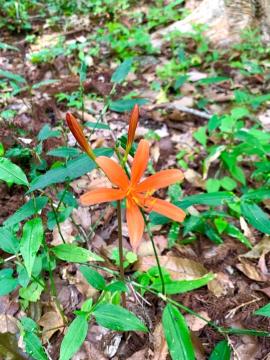 正面から見た花