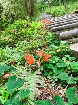 階段脇の花。登っていくにつれて数が増す。
