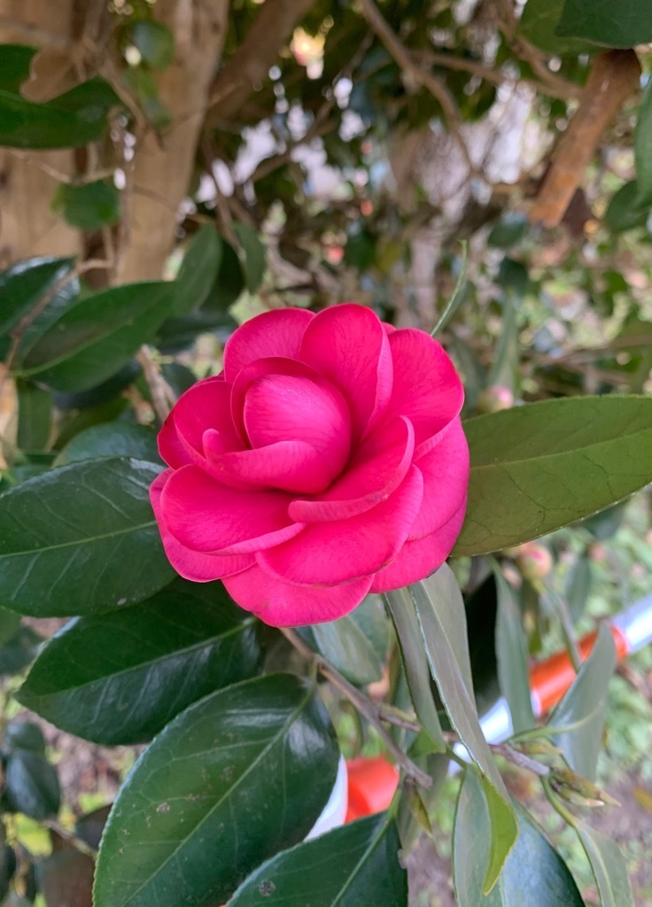 椿の花