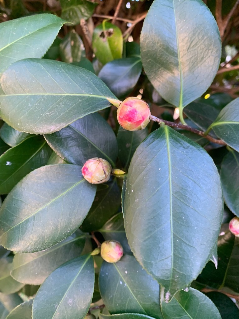 開花を待つ蕾