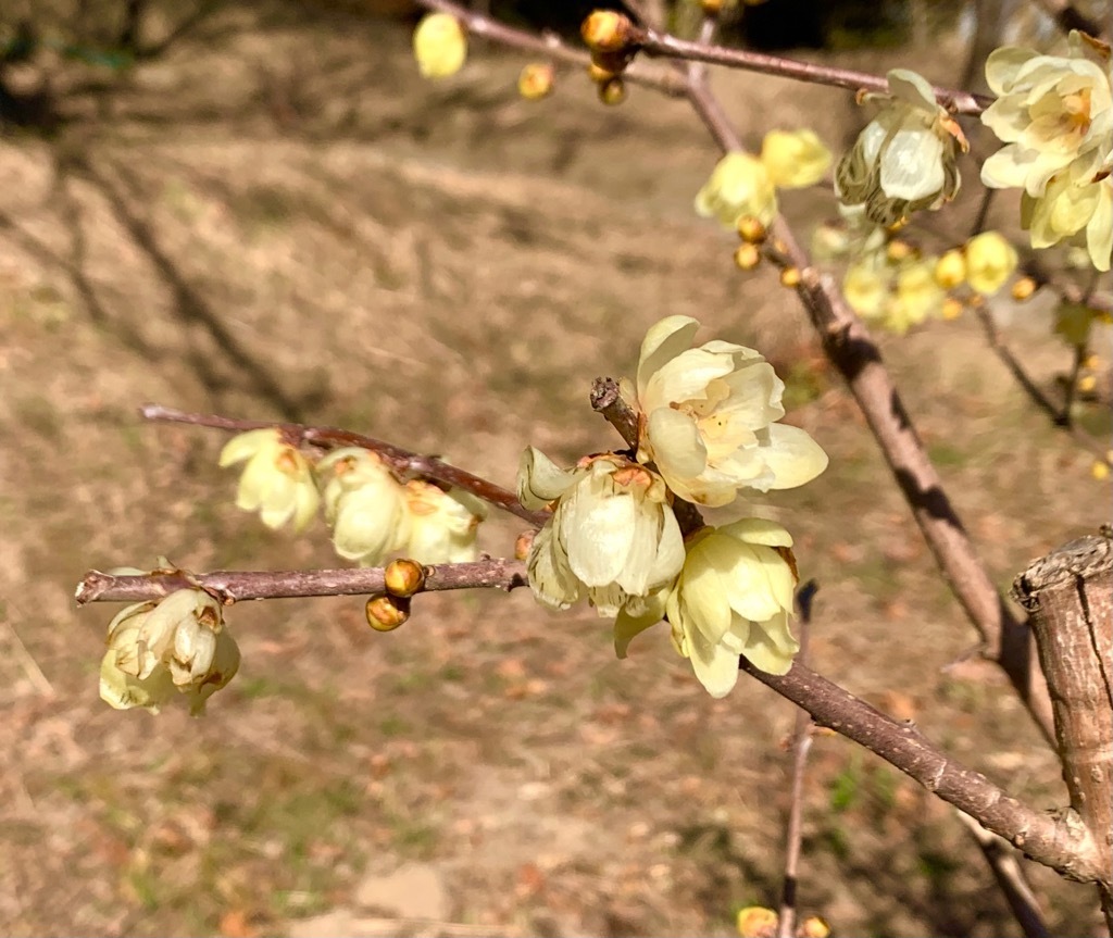 ロウバイの花(1)