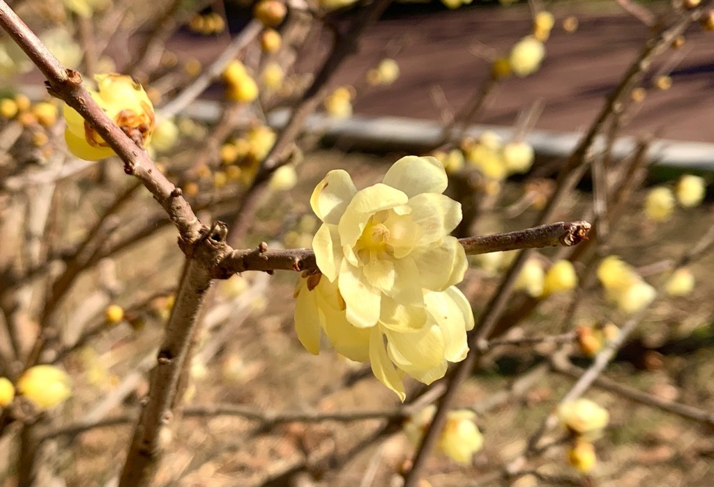 ロウバイの花(2)