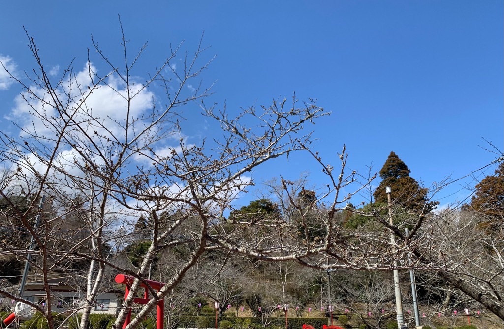 標本木全体の様子