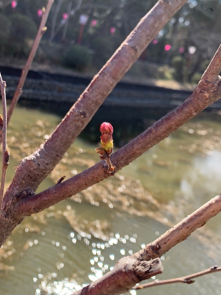標本木一部の蕾。開花間近は一輪のみ確認。