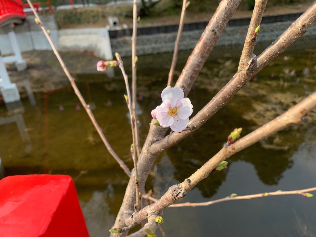 1輪開花を確認