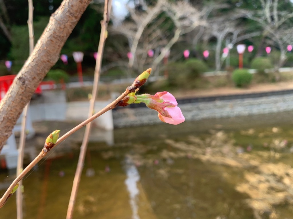 開花間近の蕾