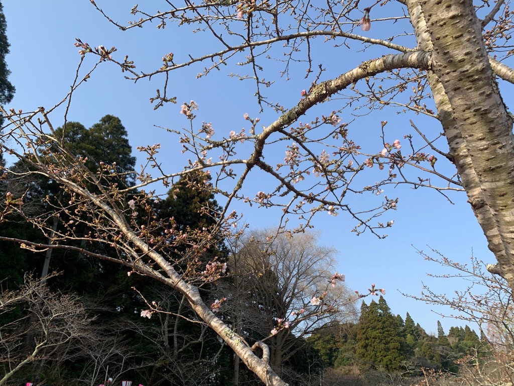標本木に複数咲いた桜