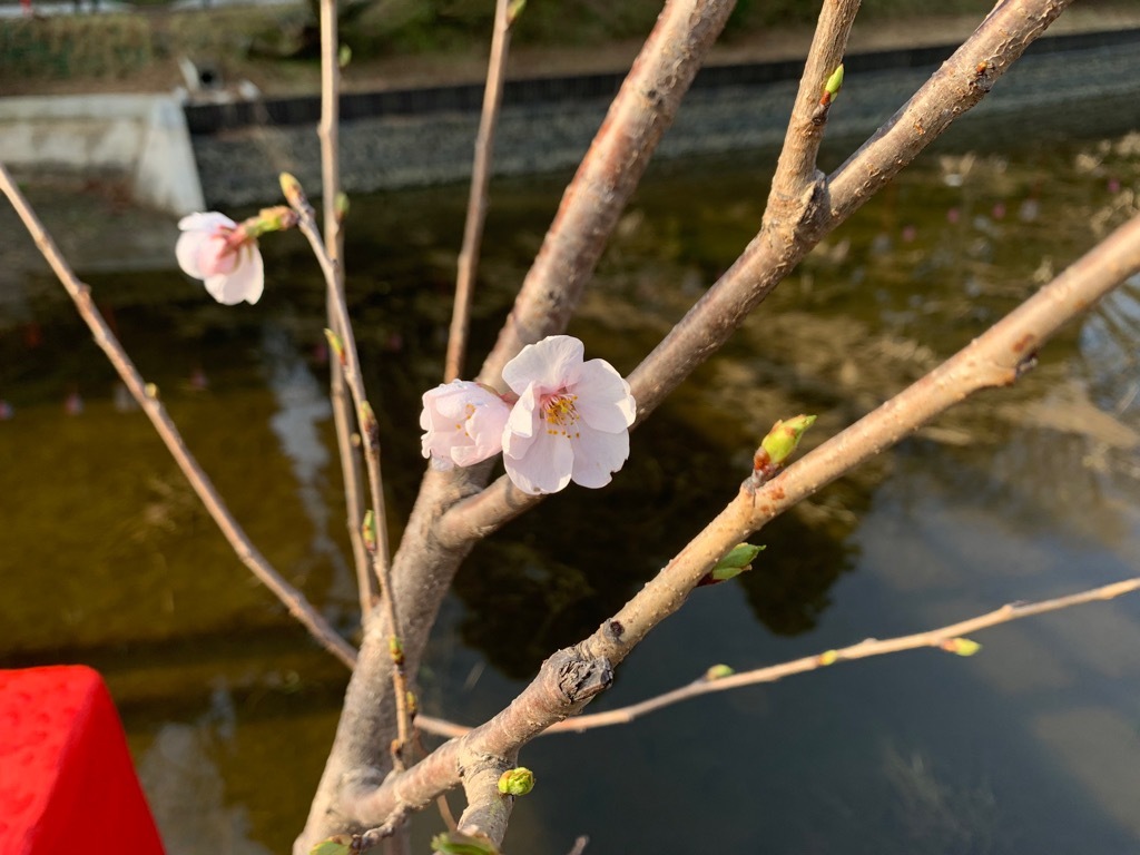 標本木の桜1