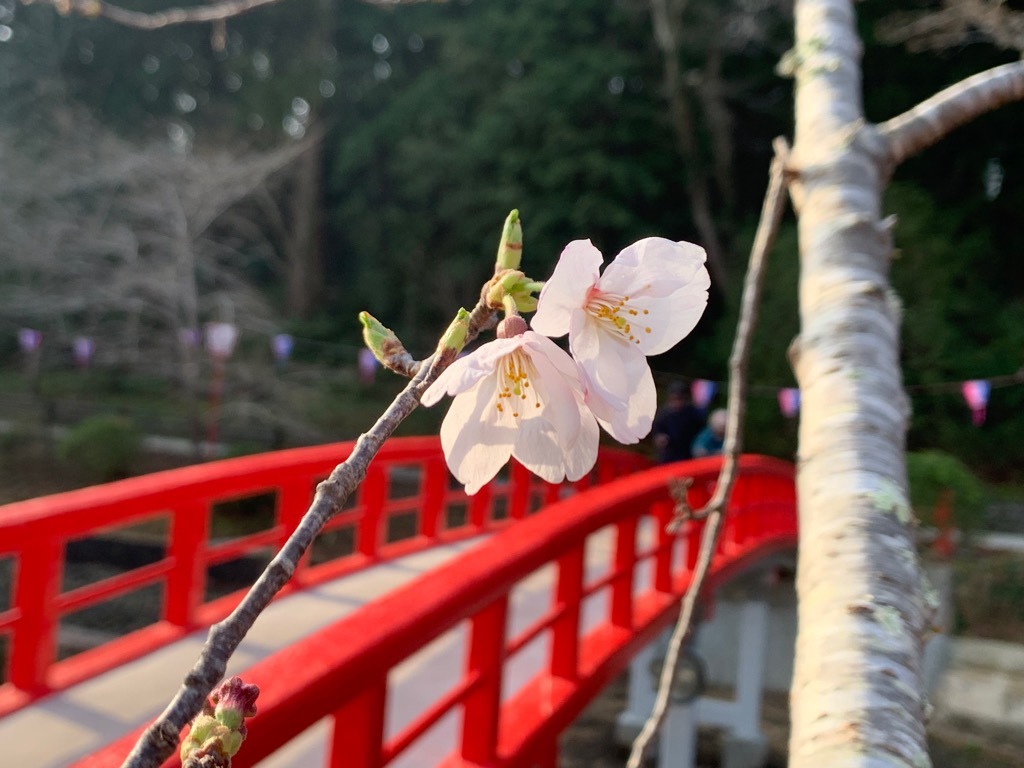 標本木の桜2