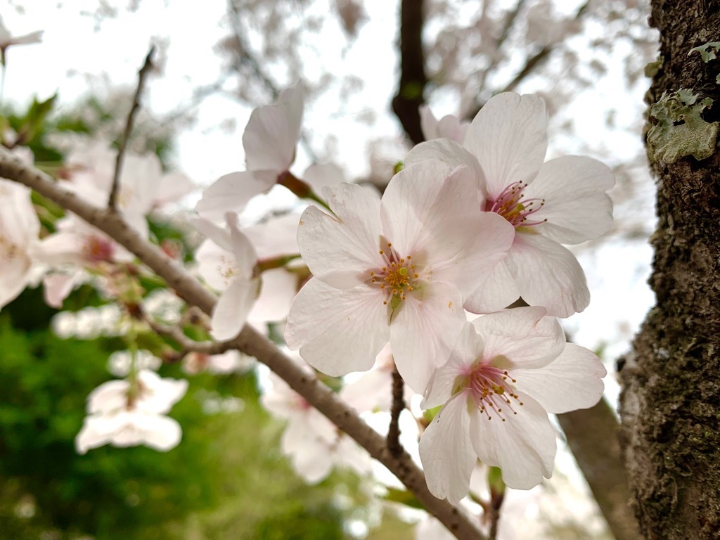 広場の桜2
