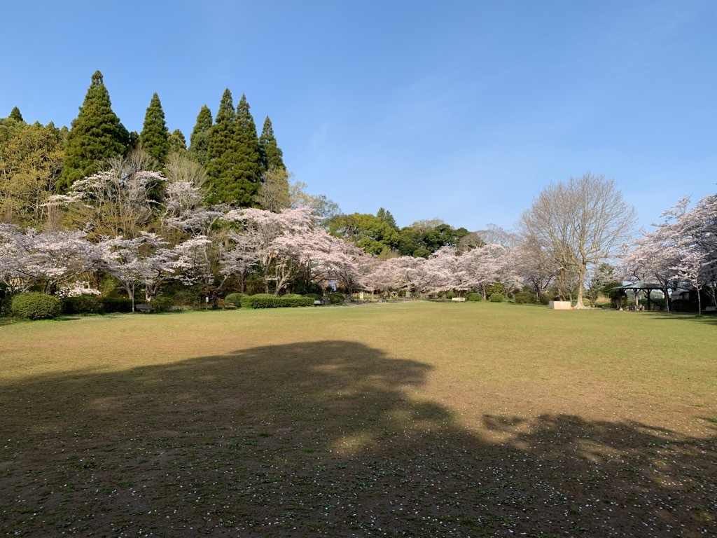 広場の桜