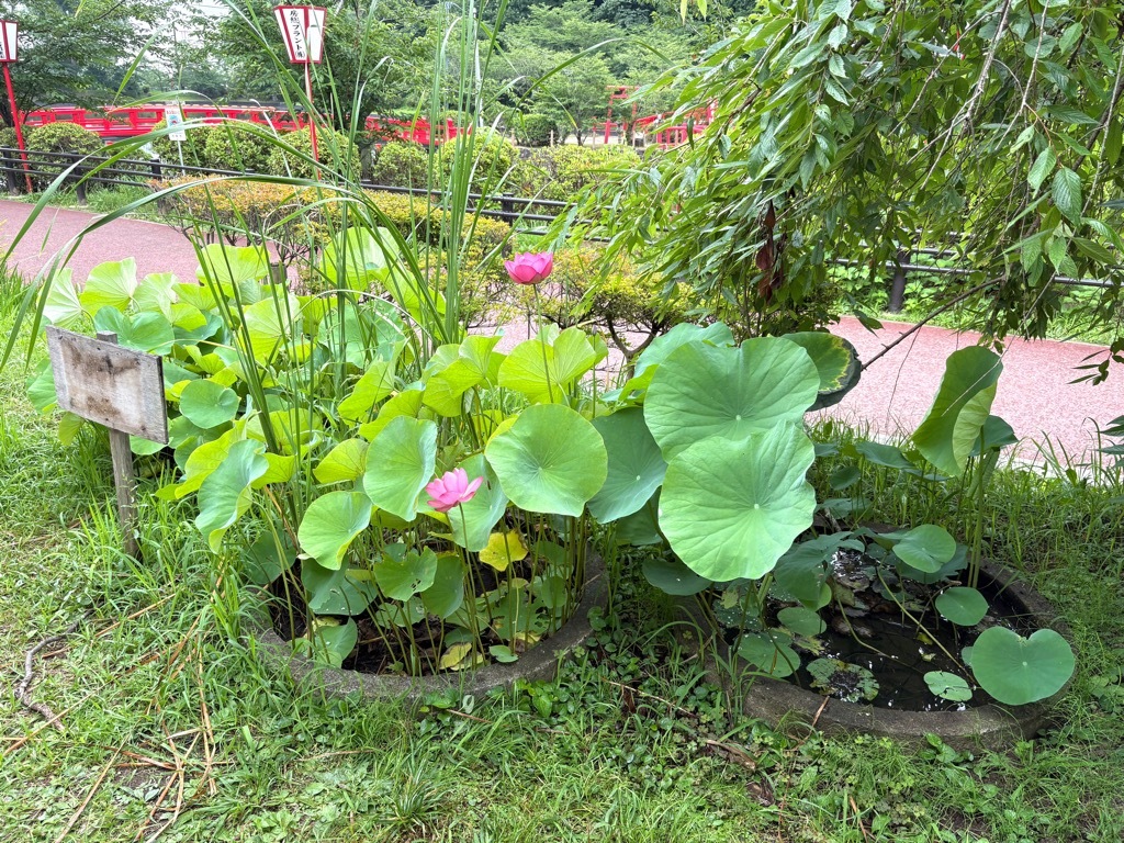 全体の様子。現在2輪開花。1輪蕾。