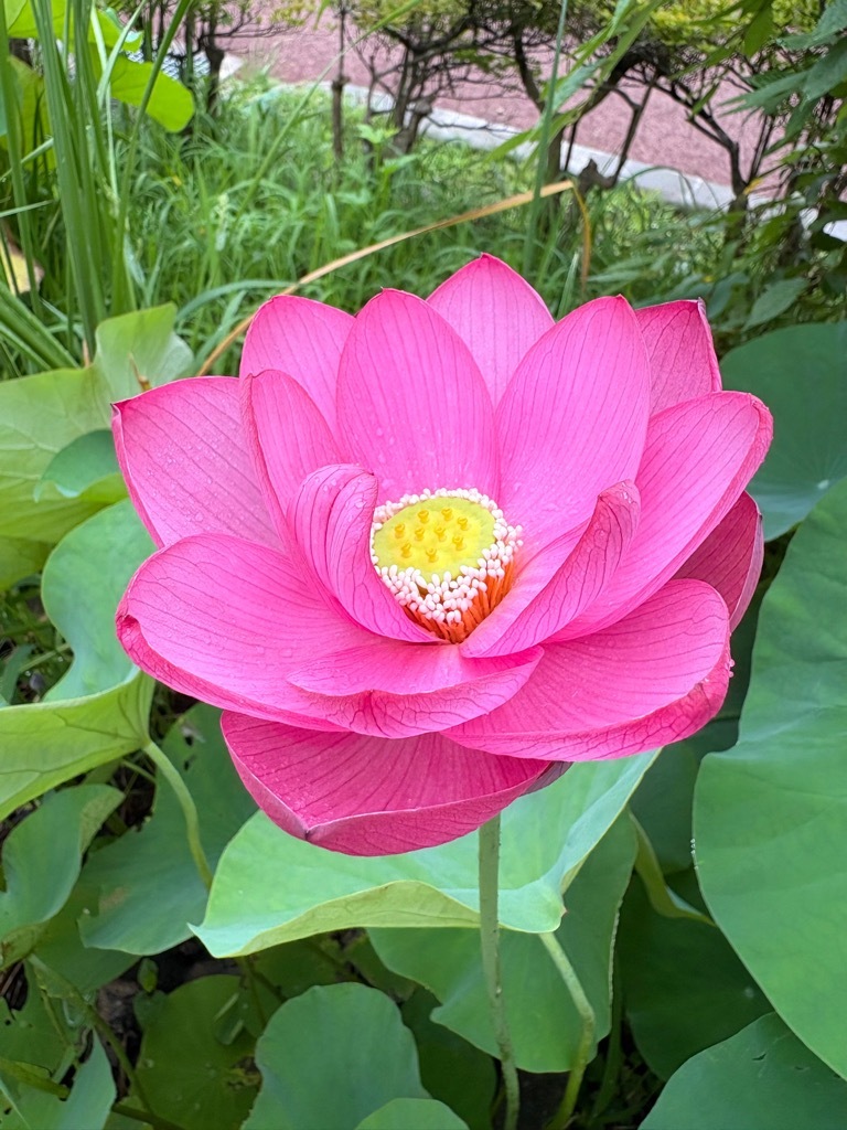 大型の蓮。