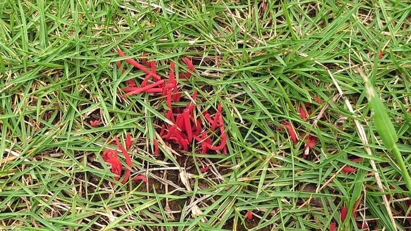 芝生に細く赤いキノコ