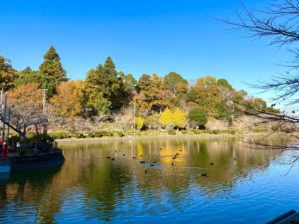 弁天湖から見た紅葉。イチョウの黄色が目立つ。