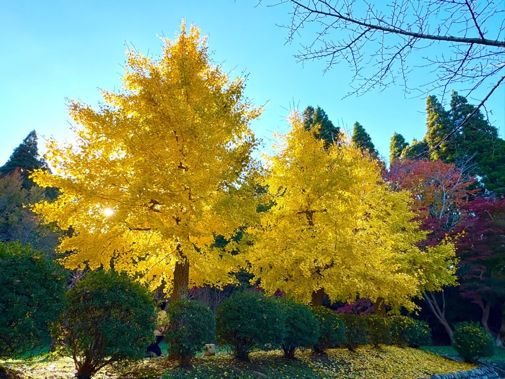 梅園のイチョウ。日に照らされた葉が金色に輝く。