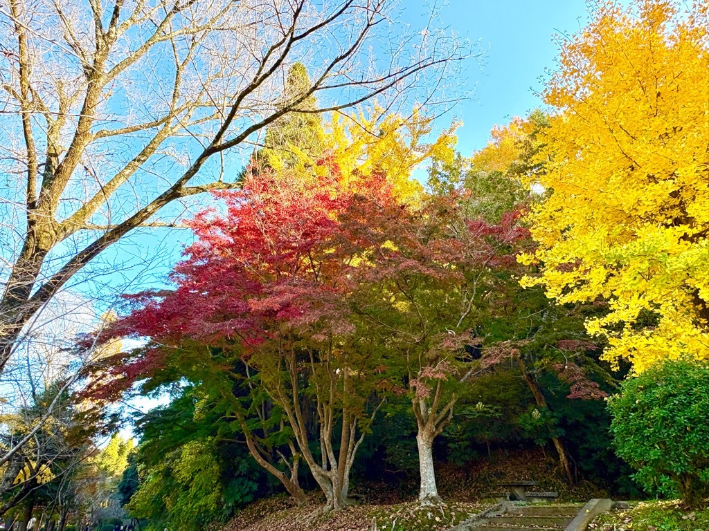 梅園のモミジ。緑の葉を残しつつ、ゆっくりと赤色に変わりつつある。