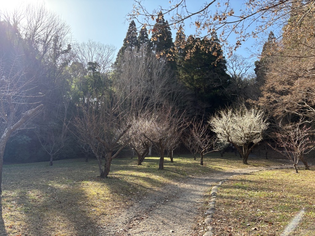 梅園全体の様子。日当たりのよい梅の木数本が開花中。