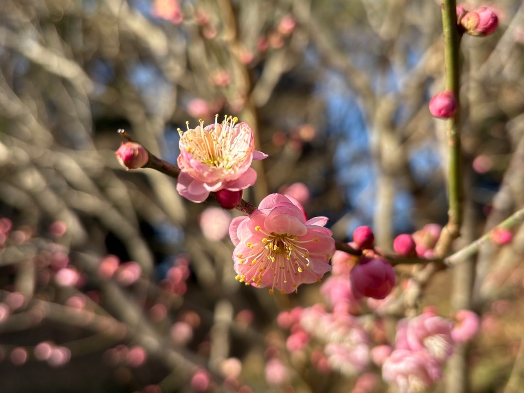梅園の梅その1。濃い目のピンク色の花が咲いている。
