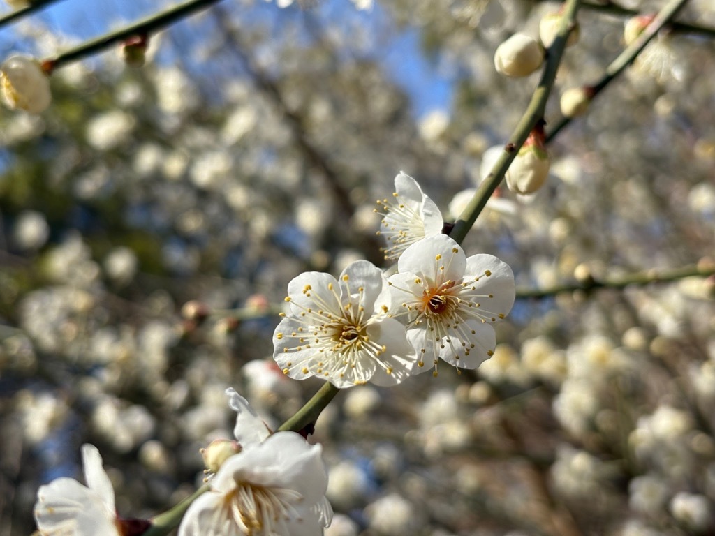 梅園の梅その2。白い花が咲く。茂原公園内の梅で最も多い色。