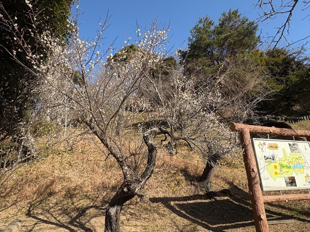 北側園路の梅。日当たりが良いため、北側園路の梅はほとんど満開の状態。