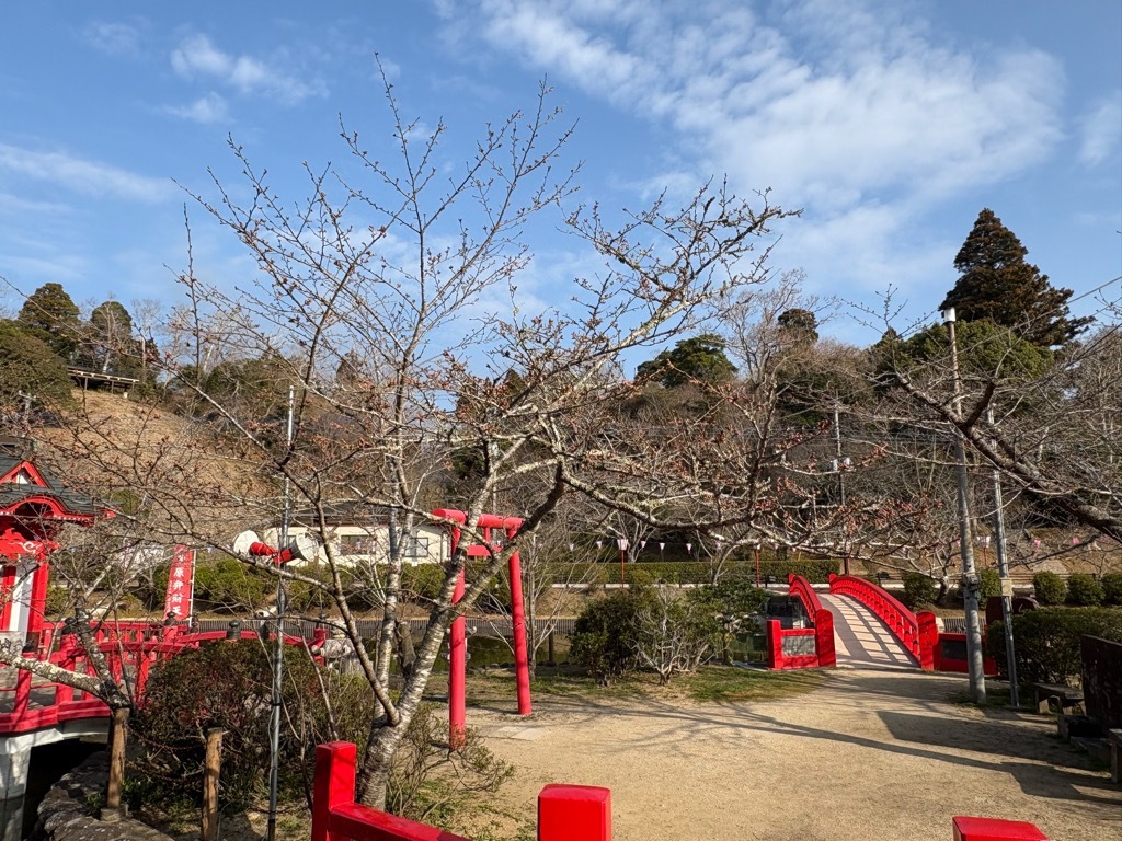 弁天島にある標本木。蕾がたくさんついている。