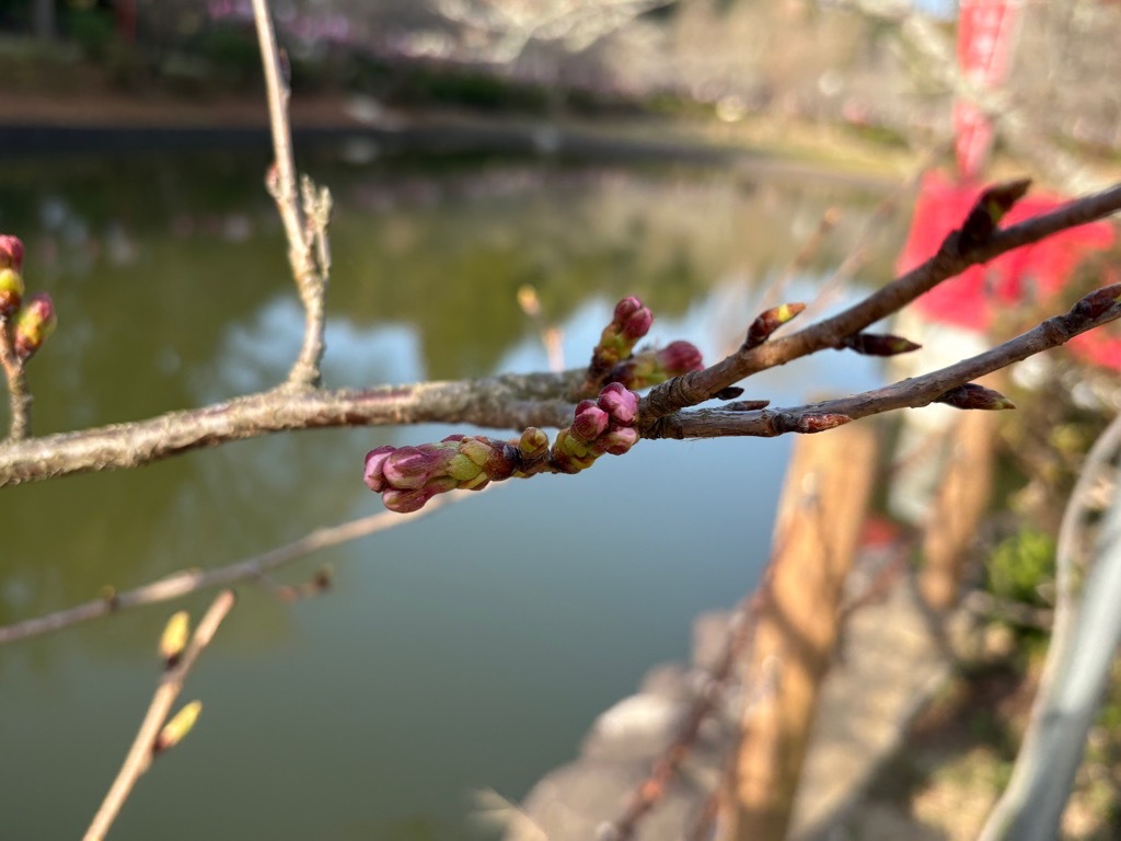 標本木の蕾。大きくふっくらとしている。