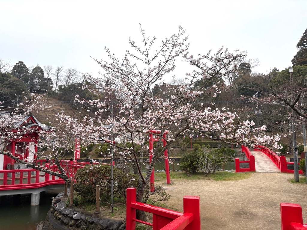 標本木が5輪以上開花