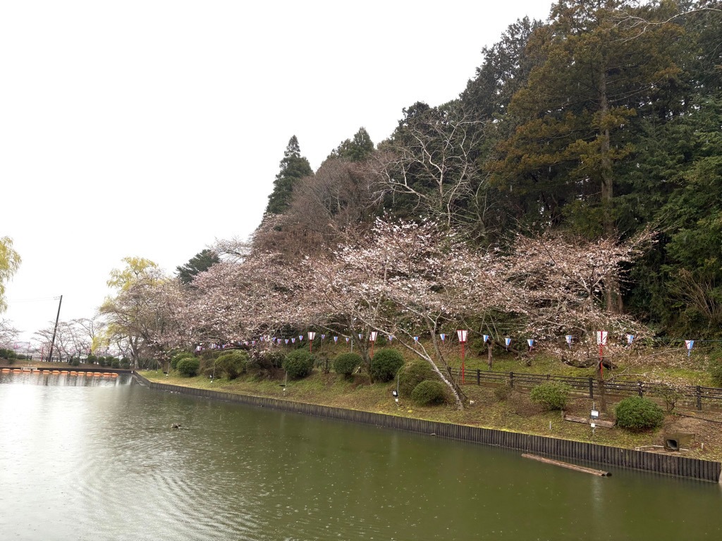 弁天湖南側の桜。3分咲き。