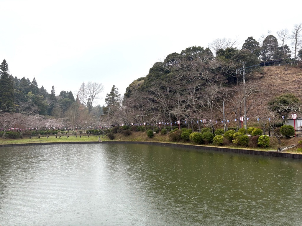 弁天湖北側の桜。まだ咲き始めていない。