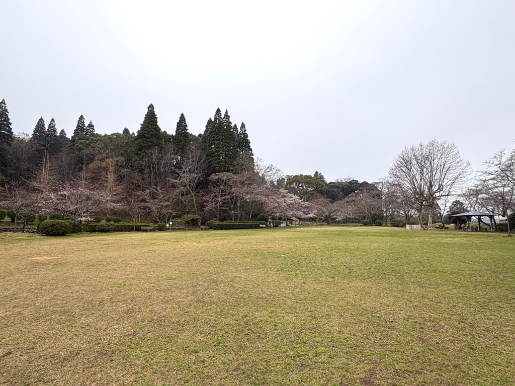 広場の桜。全体的に3分咲き程度