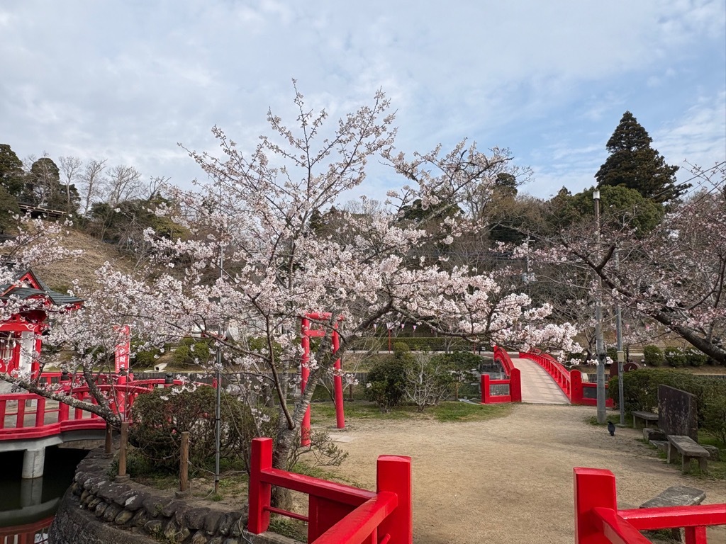 ほぼ満開の標本木