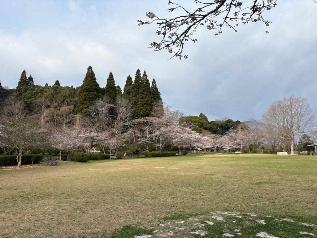 広場の桜。満開に近い桜もある。