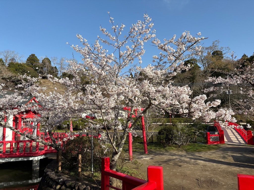 ほぼ満開を維持している標本木