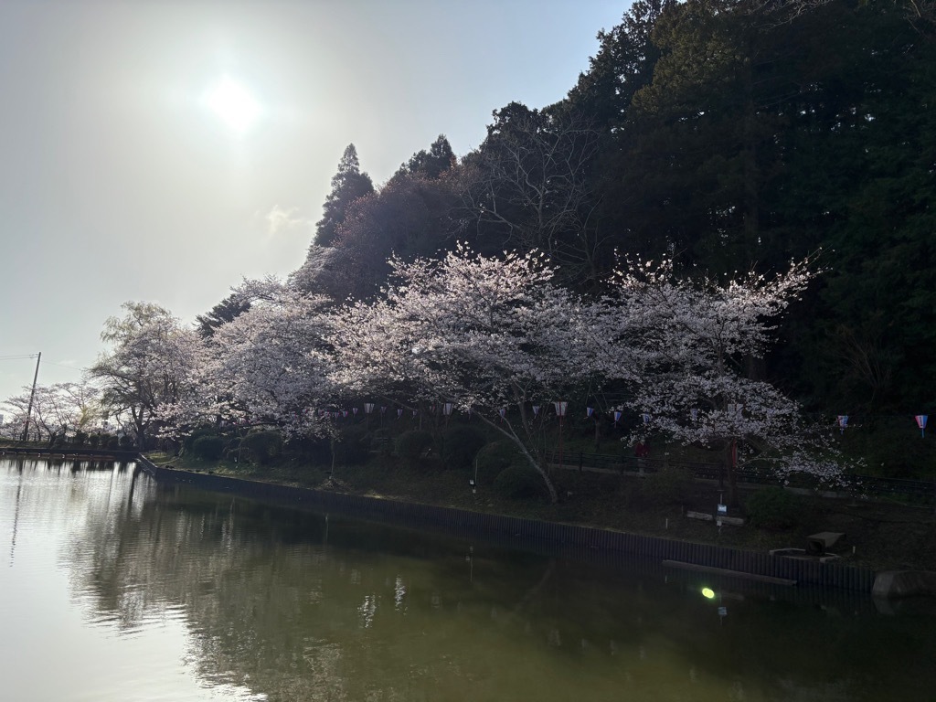 弁天湖南側の桜。満開に近い。