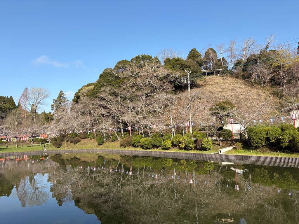 弁天湖北側の桜。少しずつ花が目立つようになってきた。