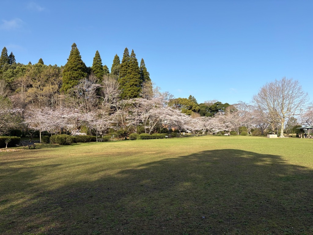 広場の桜。綺麗に咲き誇っている。