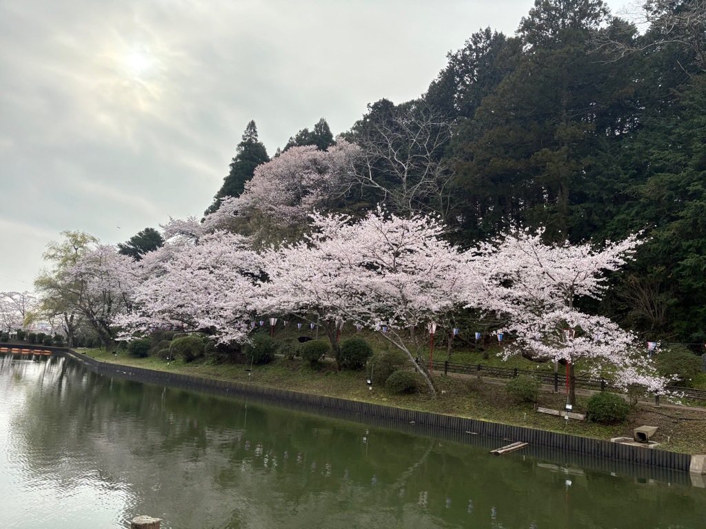 南側の桜。満開状態。