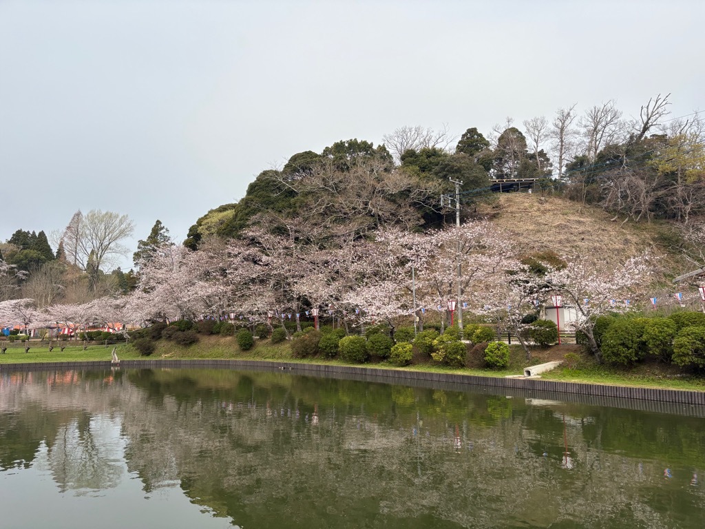 北側の桜。若干蕾が残るが、ほぼ満開。