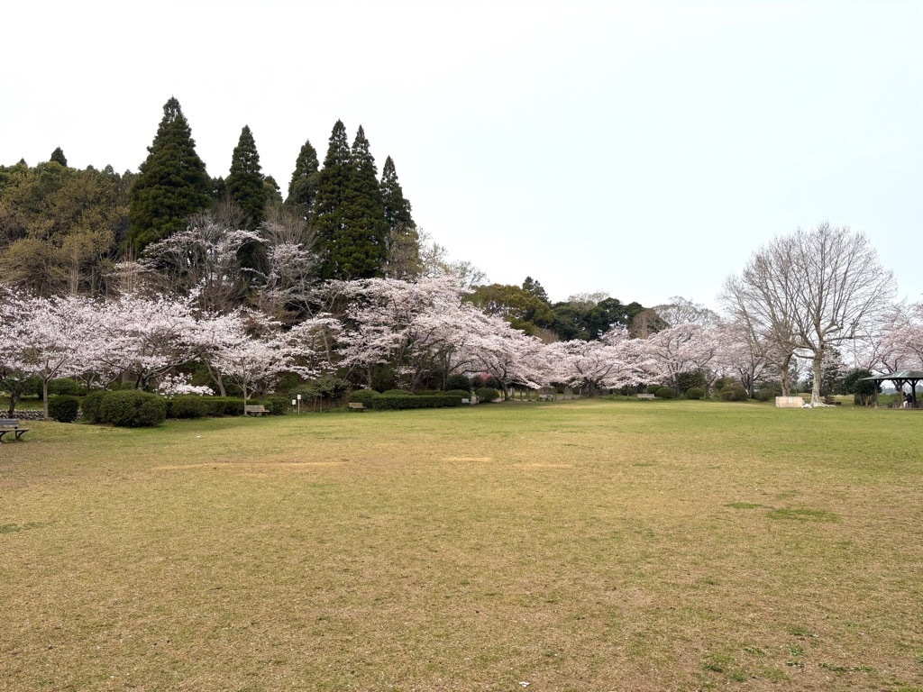 広場の桜。すべての桜が満開となった。