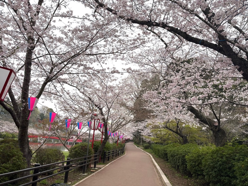 南側園路の桜。散り始めた花びらがきれい。