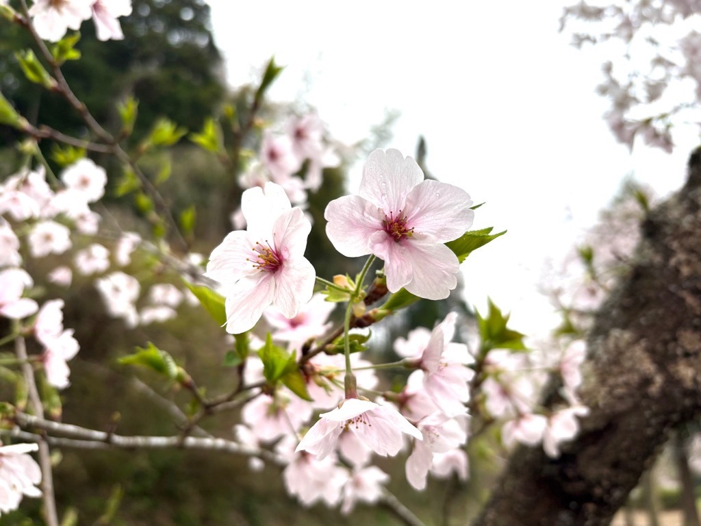 花の中心が赤くなり始めた桜。