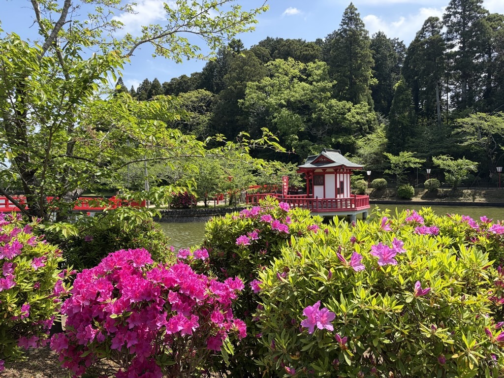 弁天湖回り　つつじ　開花状況　令和8年4月20日時点