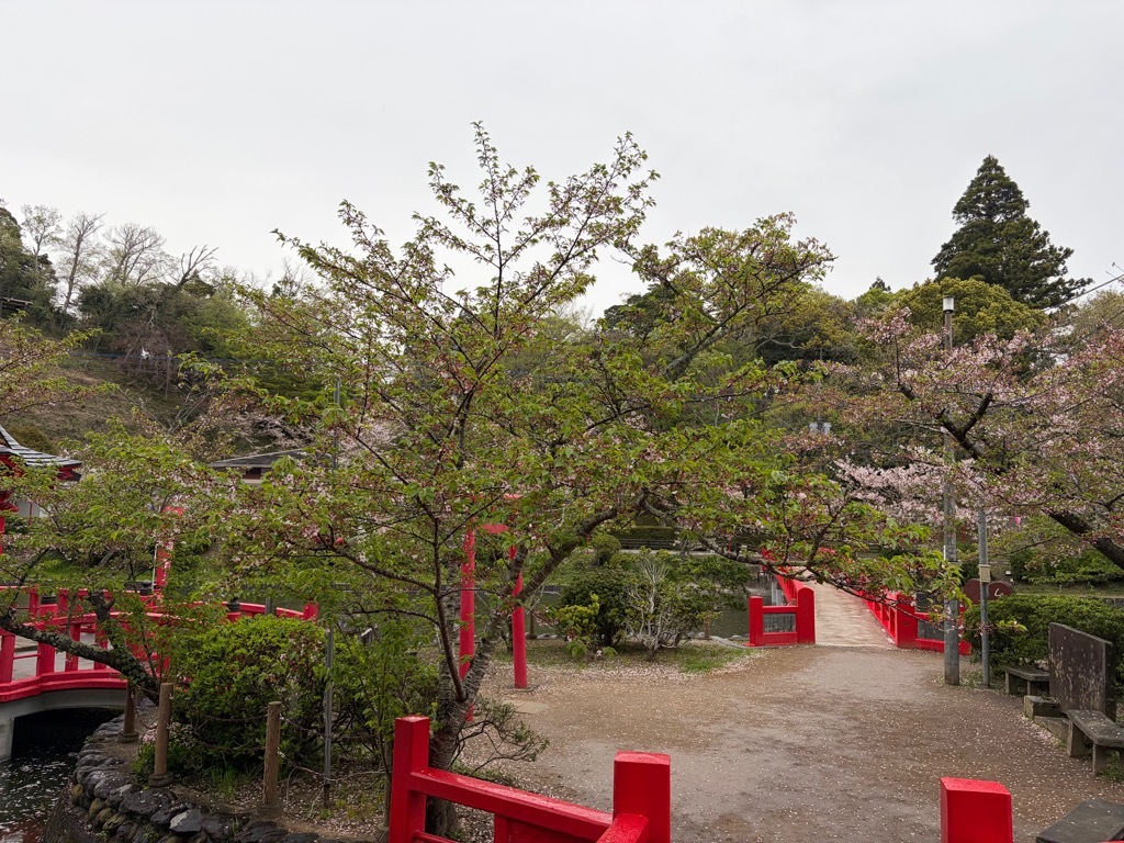 弁天島　桜状況　4月8日時点