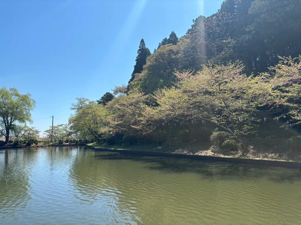 弁天湖南側　桜状況　4月8日時点