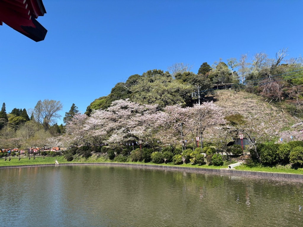 弁天湖北側　桜状況　4月8日時点