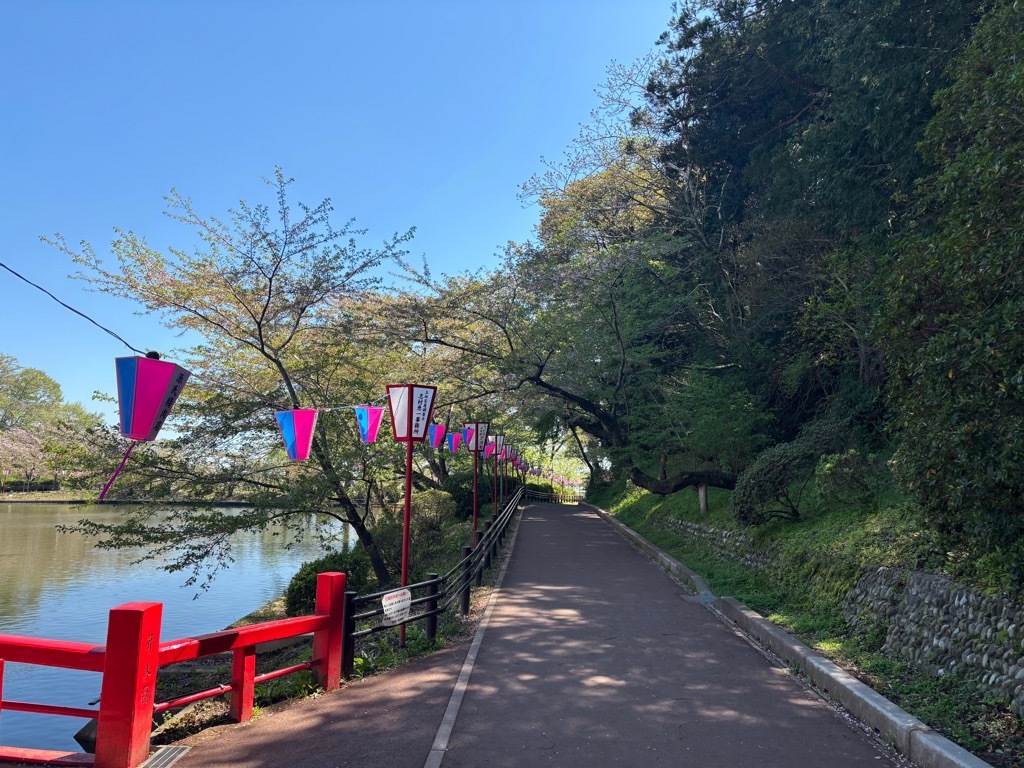園内南側　桜状況　4月8日時点