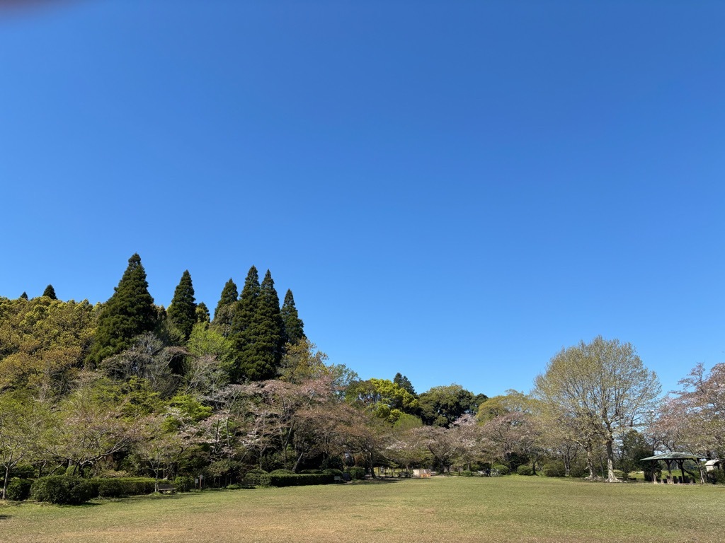 広場　桜状況　4月8日時点